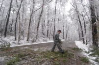 (MSMCC101) McComb, MS Percy Quin State Park assistant manager Mike Nelson removes a tree limb from the park's main road after heavy snow broke the limb Thursday morning December 11, 2008 in McComb, Mississippi. (The Enterprise-Journal, Aaron Rhoads)